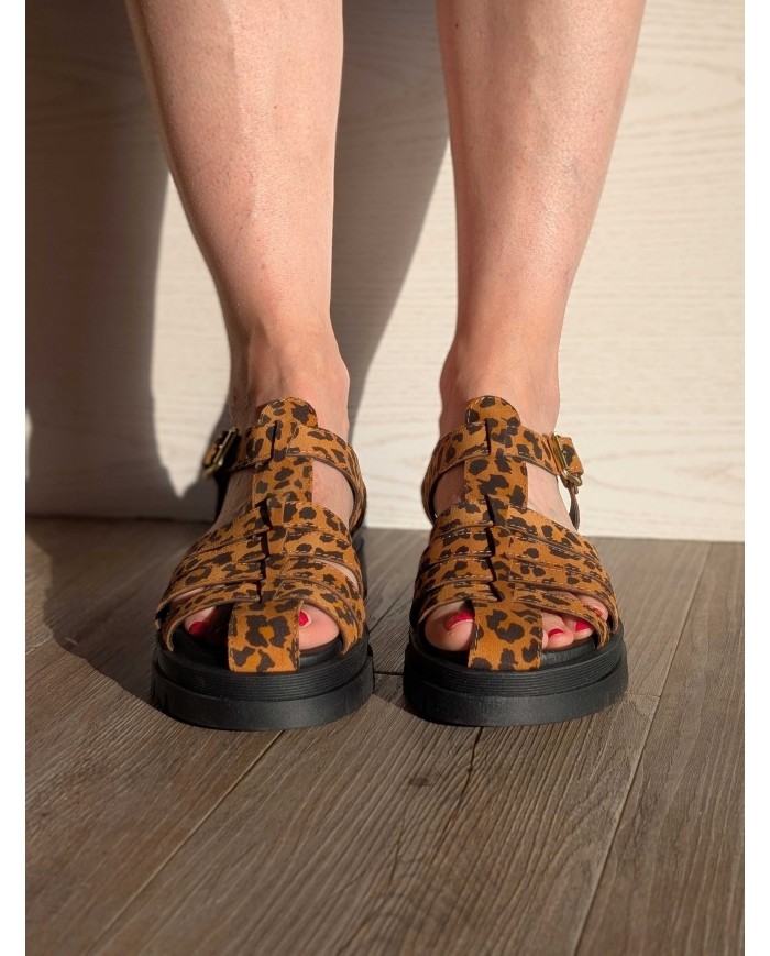 Meduse léopard 1706