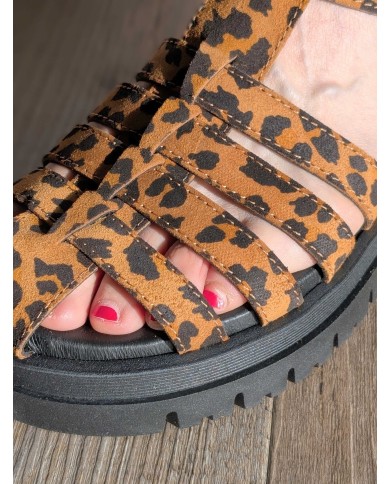 Meduse léopard 1706 Meduse léopard 1706